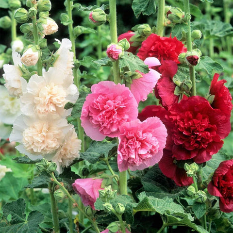 A pollinator-friendly mix from Mixed Hollyhock Seeds attracts butterflies and hummingbirds.