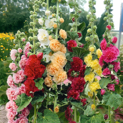 Tall stems from Mixed Hollyhock Seeds create a cottage garden focal point.