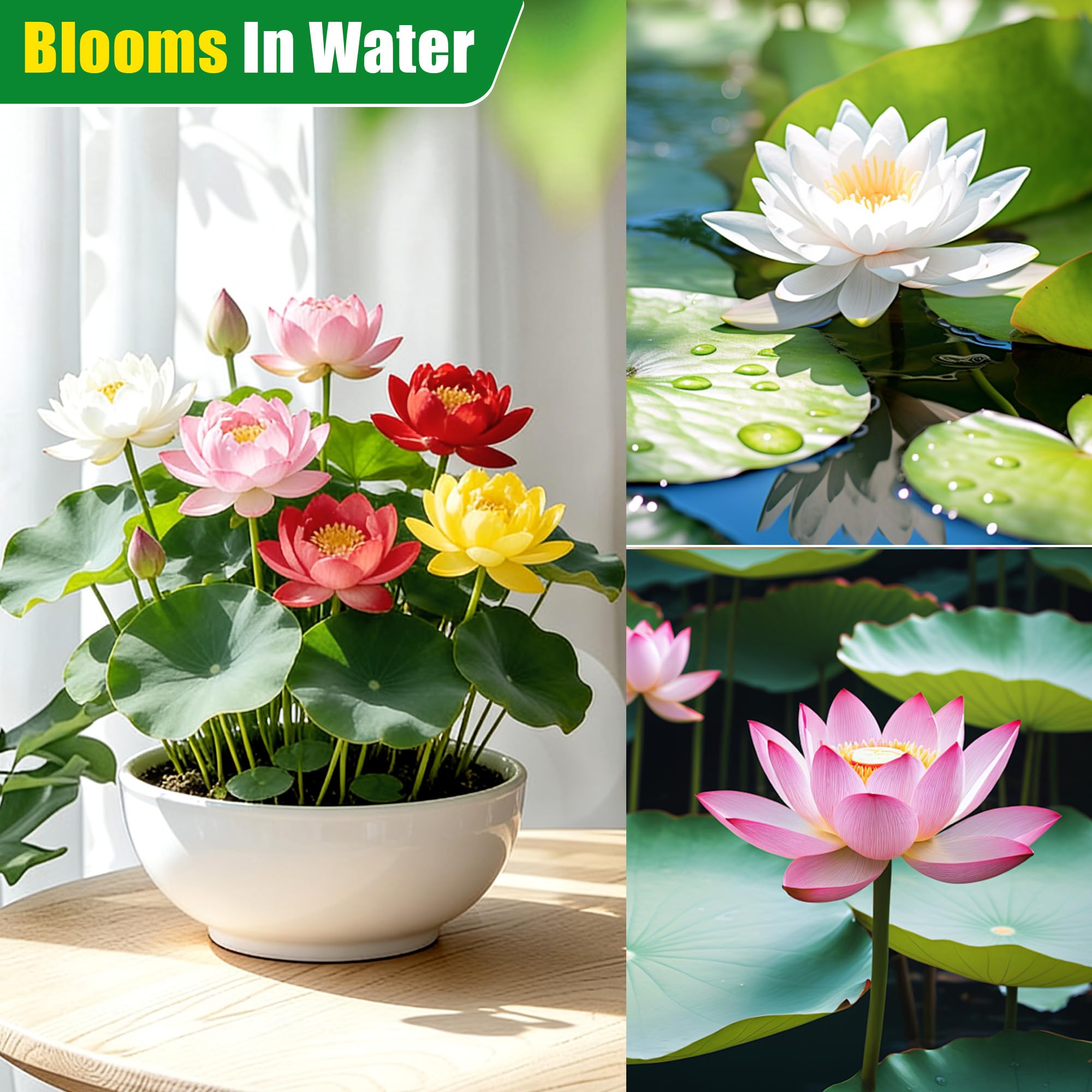Mixed lotus seeds lotus-bloom-closeup showing colorful flowers for ponds