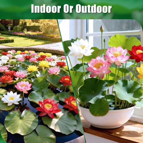 Mixed lotus seeds pond-garden-display with graceful leaves for serene outdoor spaces