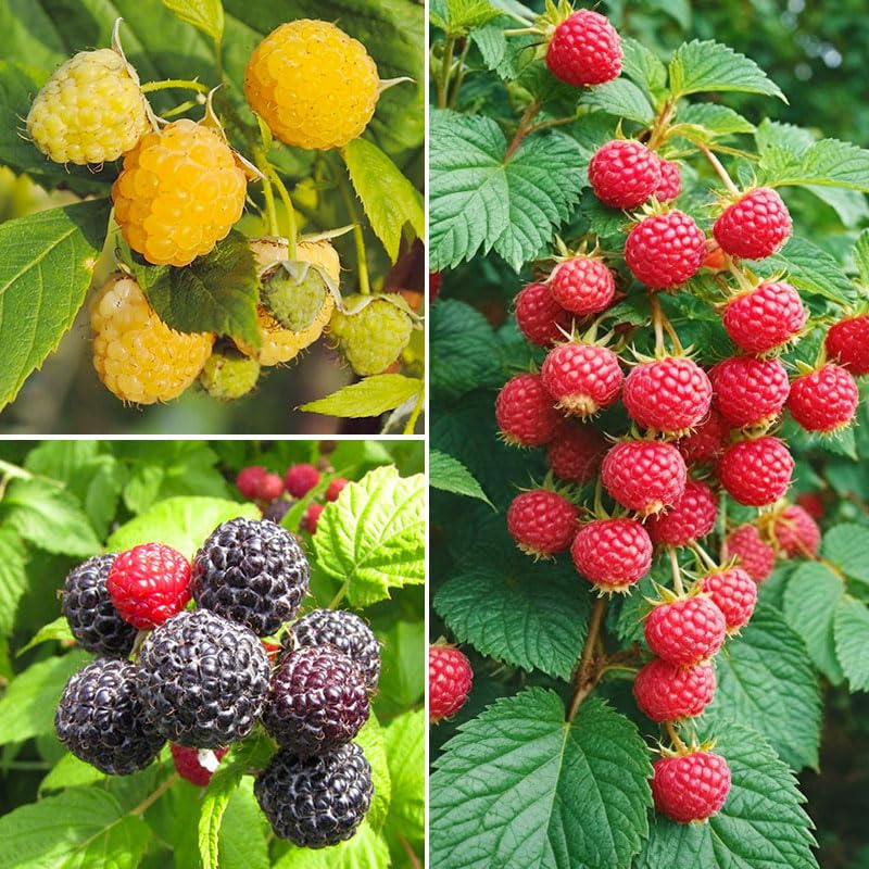 Mixed raspberry seeds front pack for home planting and fresh berry harvest.