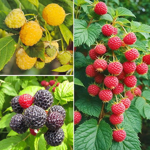 Mixed raspberry seeds front pack for home planting and fresh berry harvest.