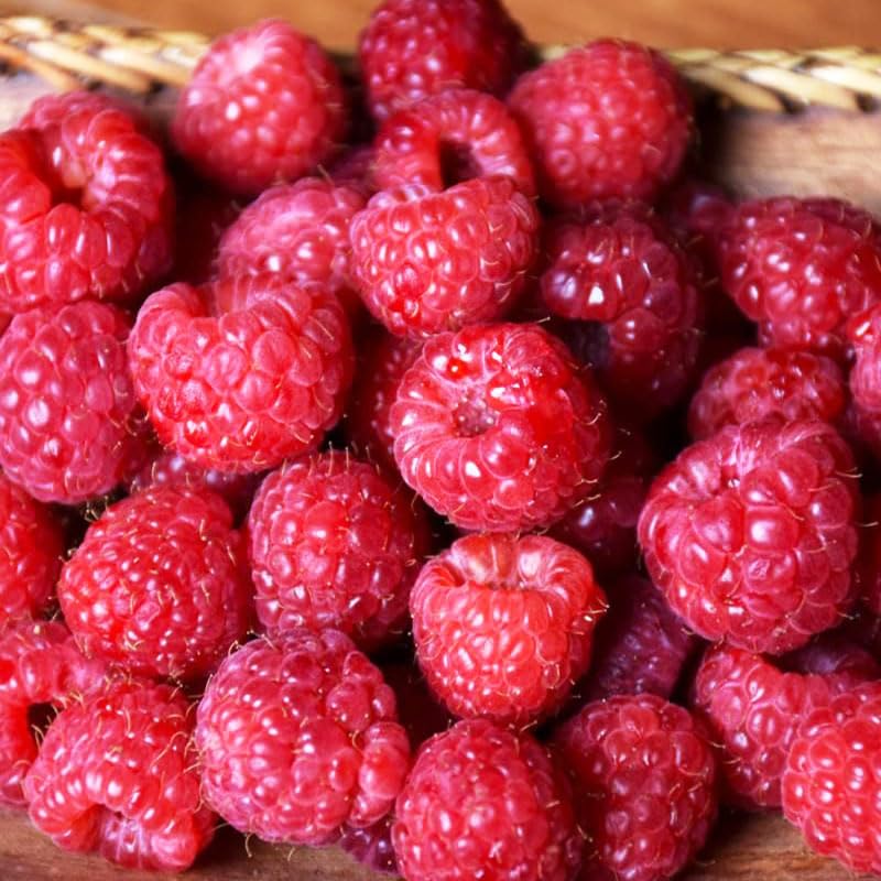 Harvest-ready raspberries in a bowl for fresh enjoyment.