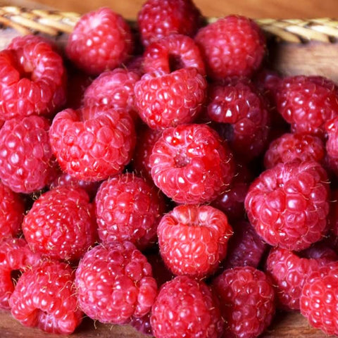 Harvest-ready raspberries in a bowl for fresh enjoyment.
