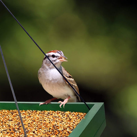 MIXXIDEA bird feeder tray pores allow water drainage for easy cleaning
