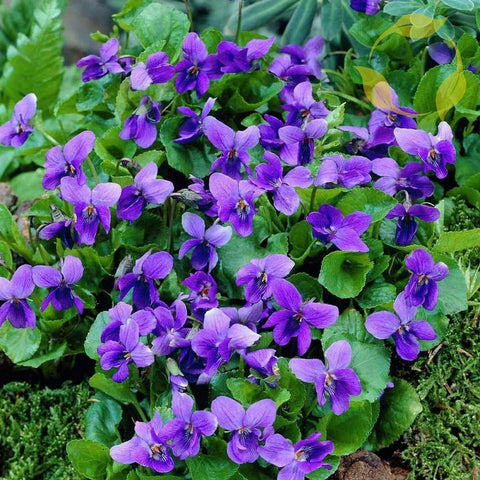 Mixrug 1000+ Viola Seeds pack—compact violets for containers and borders