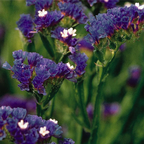 Mixrug 1000+ Limonium Statice blue bloom closeup, highlighting vibrant, pollinator-friendly color