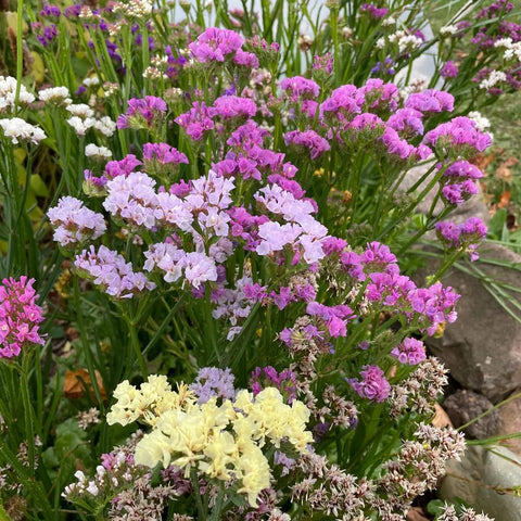Mixrug 1000+ Limonium Statice dried flower display, ideal for lasting arrangements
