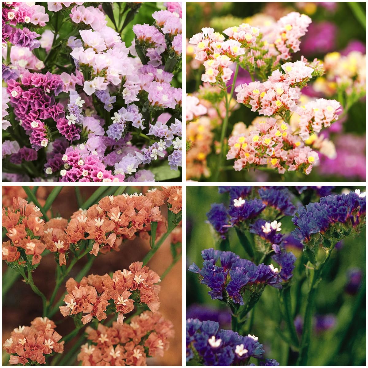 Mixrug 1000+ Limonium Statice pastel seeds front view, ideal for vibrant borders and summer color