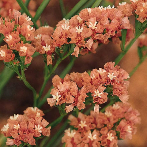 Mixrug 1000+ Limonium Statice pastel seeds in garden pot, showcasing tall, sun-loving growth