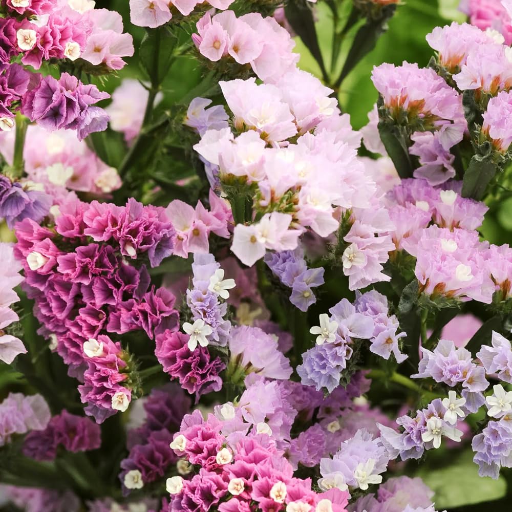 Mixrug 1000+ Limonium Statice pastel seeds back label view, easy sowing for garden beds outdoors