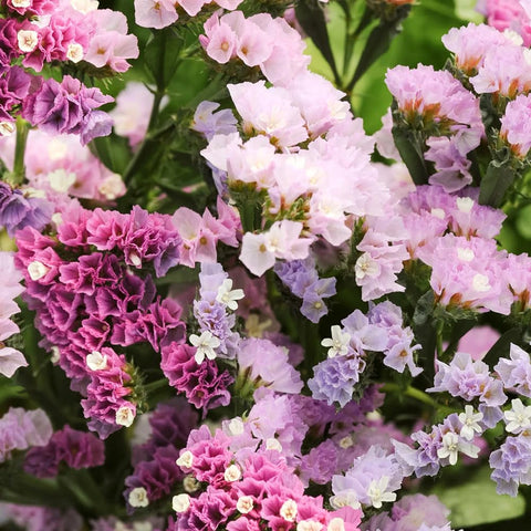 Mixrug 1000+ Limonium Statice pastel seeds back label view, easy sowing for garden beds outdoors