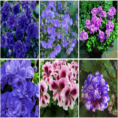 Mixrug 10+ violet double hardy geranium seeds for vibrant outdoor color and easy spring planting.