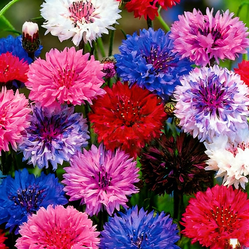 Mixrug 1107+ perennial cornflower seeds pack for easy garden planting