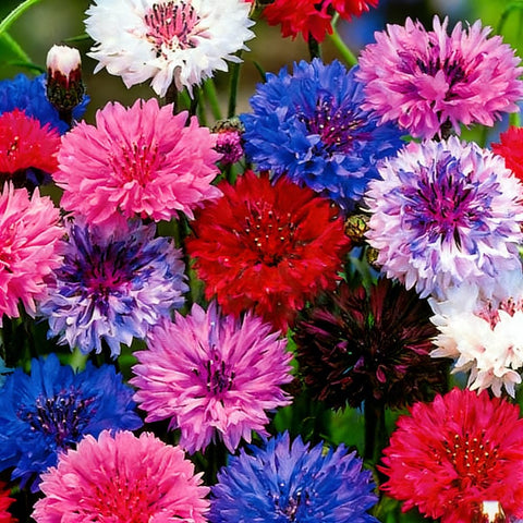 Mixrug 1107+ perennial cornflower seeds pack for easy garden planting