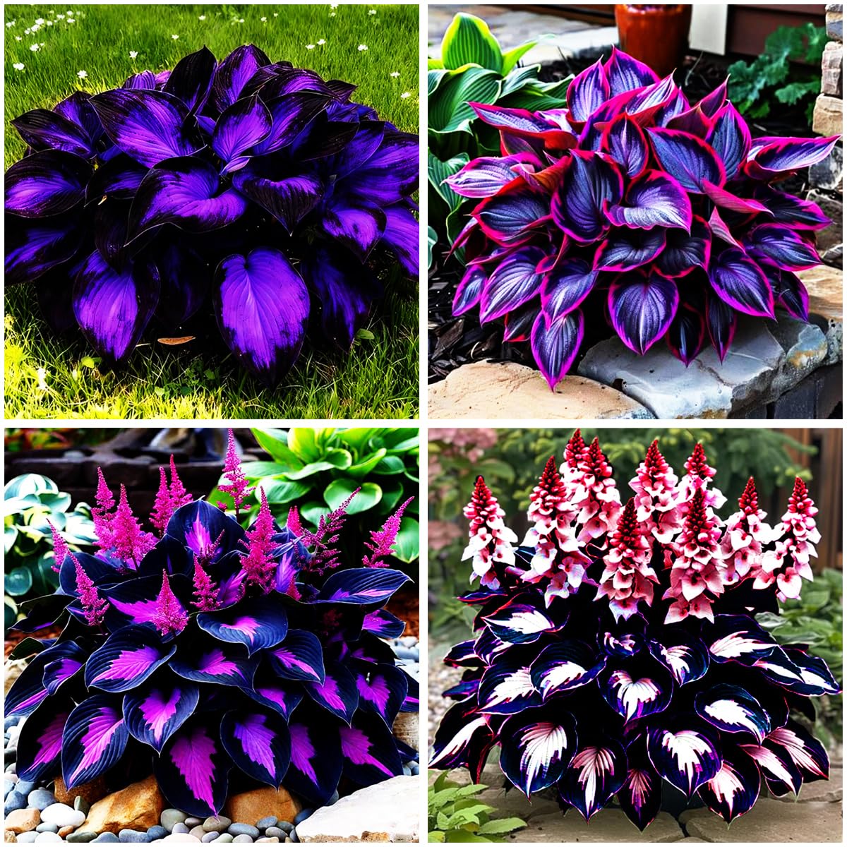 Mixrug 115+ mixed hosta seeds packet for shade garden planning