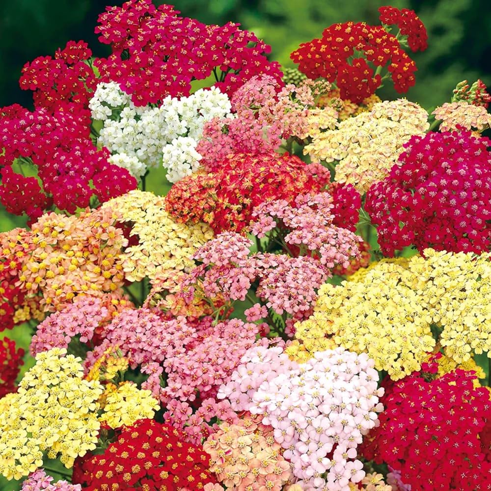 Mixrug 1500+ Yarrow Moonshine seeds pack for outdoor borders with pastel blooms.