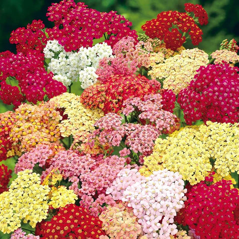 Mixrug 1500+ Yarrow Moonshine seeds pack for outdoor borders with pastel blooms.