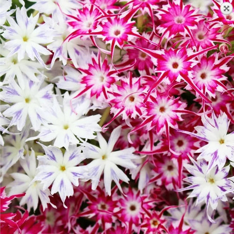 Mixrug 1508+ Creeping Phlox seeds signifying a spring color display