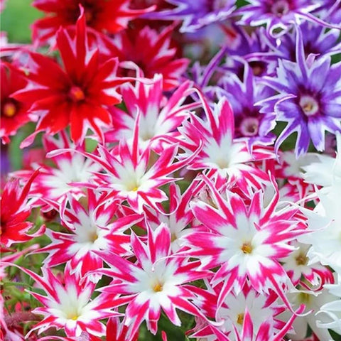 Mixrug 1508+ Creeping Phlox seeds in bloom with vibrant flowers