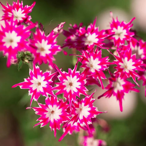 Mixrug 1508+ Creeping Phlox seeds producing a colorful carpet in a garden