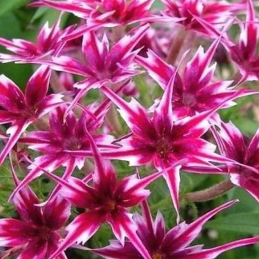 Mixrug 1508+ Creeping Phlox seeds offering deer resistance in landscapes