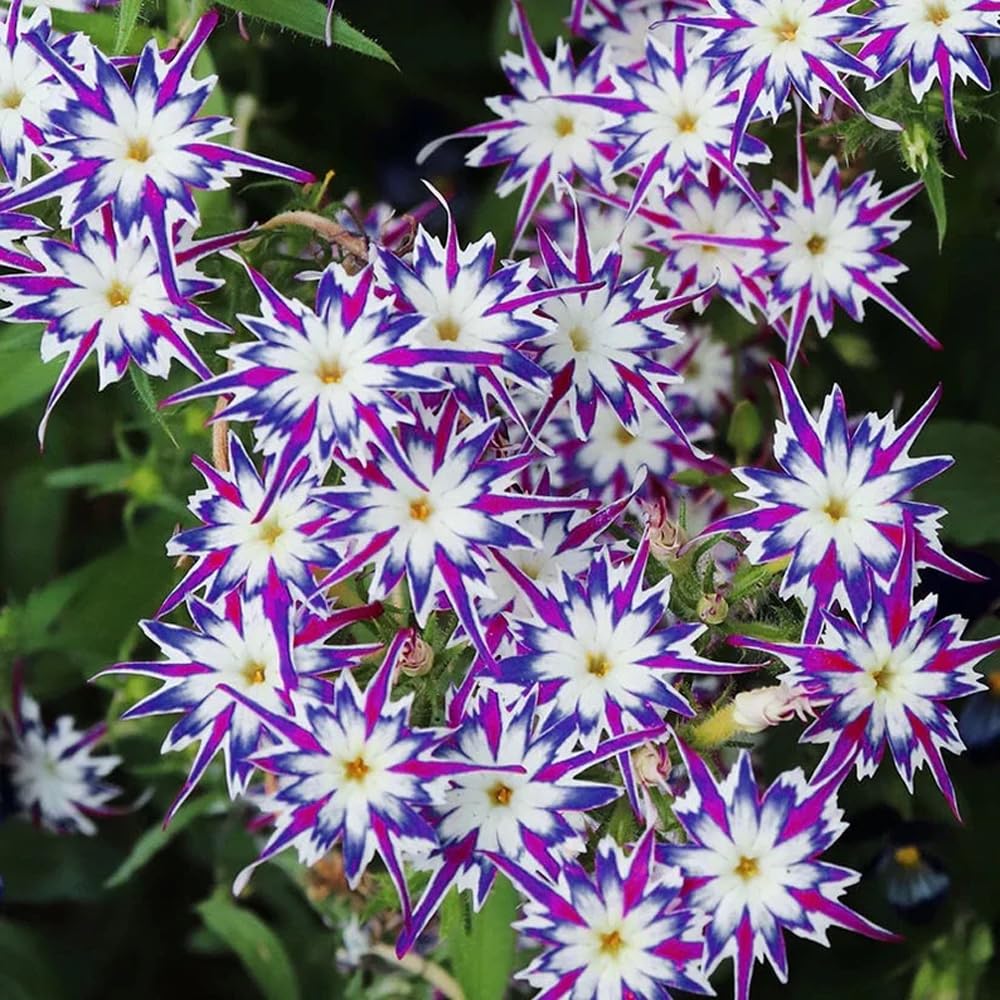 Mixrug 1508+ Creeping Phlox seeds with drought-tolerant performance