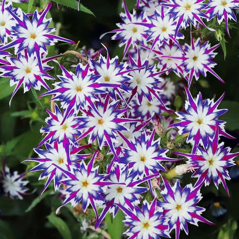 Mixrug 1508+ Creeping Phlox seeds with drought-tolerant performance