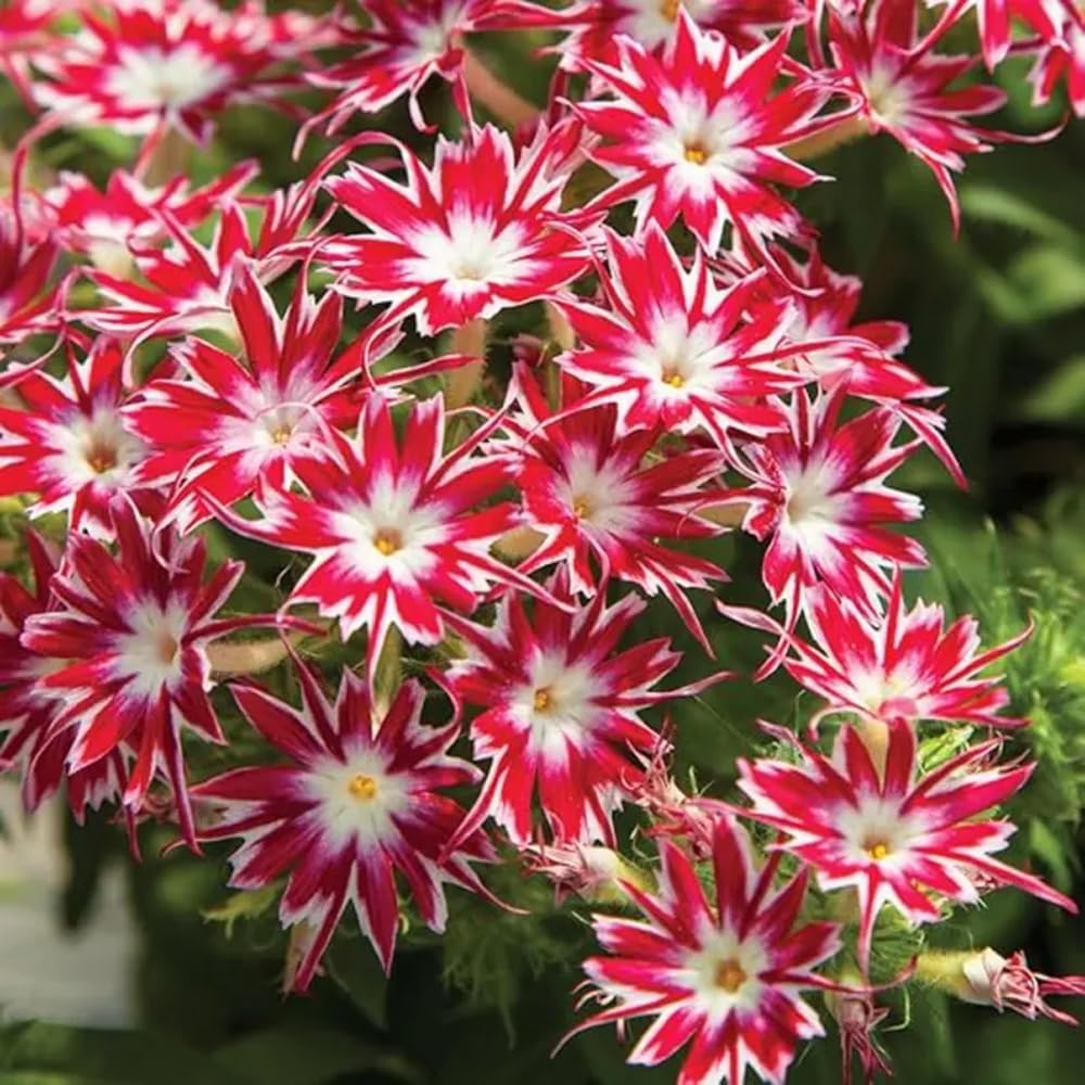 Mixrug 1508+ Creeping Phlox seeds heirloom non-GMO outdoor option