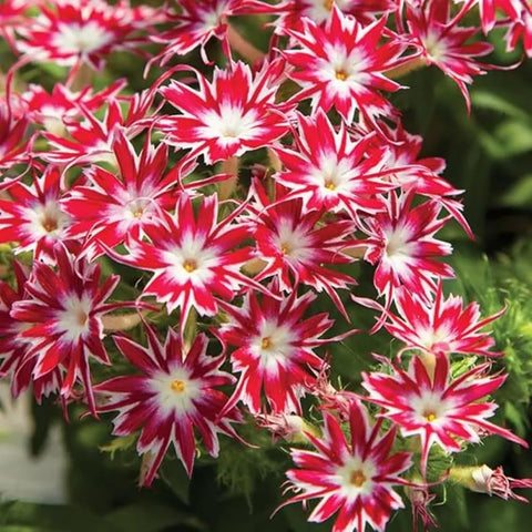 Mixrug 1508+ Creeping Phlox seeds heirloom non-GMO outdoor option
