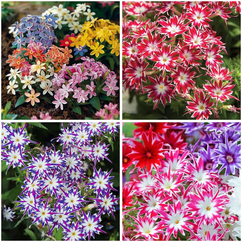 Mixrug 1508+ Creeping Phlox seeds for planting forming ground cover