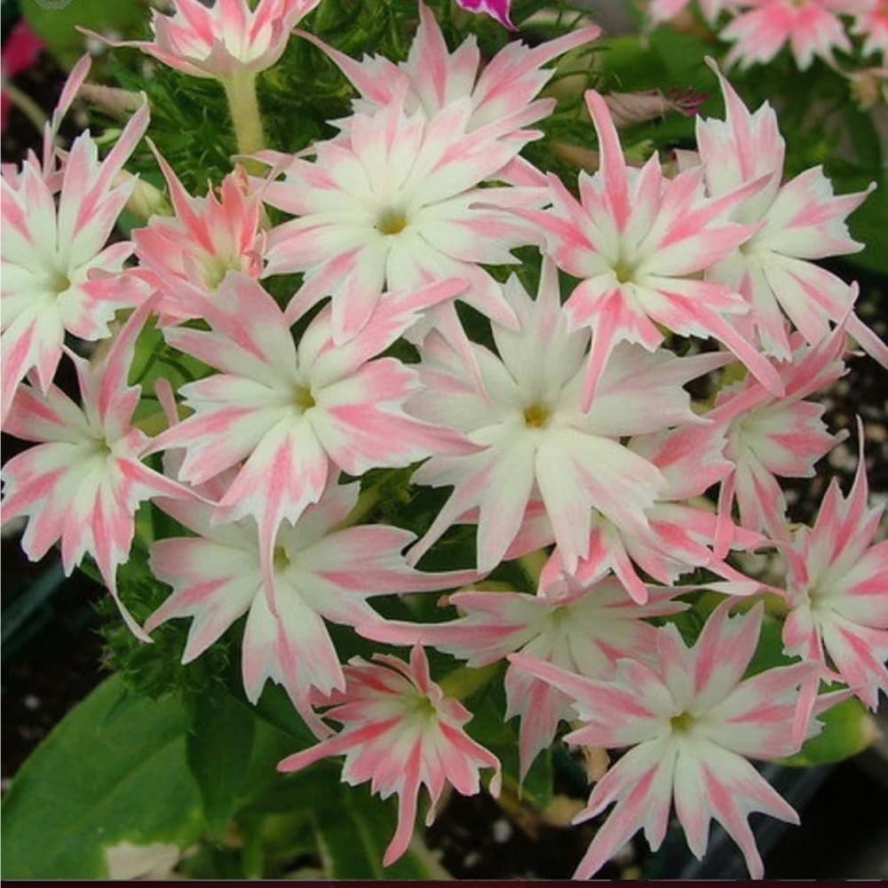 Mixrug 1508+ Creeping Phlox seeds attracting bees and butterflies