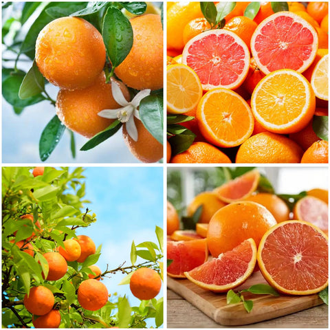 Mixrug 15+ navel orange seeds pack for home planting and fresh fruit potential