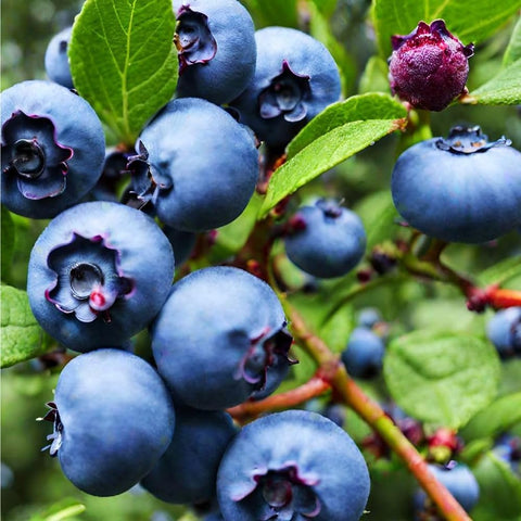 Mixrug 200+ blueberries seeds pack shot for outdoor planting