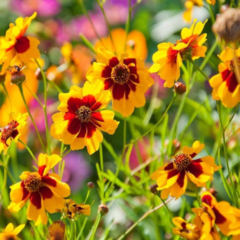 Fresh-cut Mixrug Coreopsis blooms suitable for bouquets and indoor arrangements.