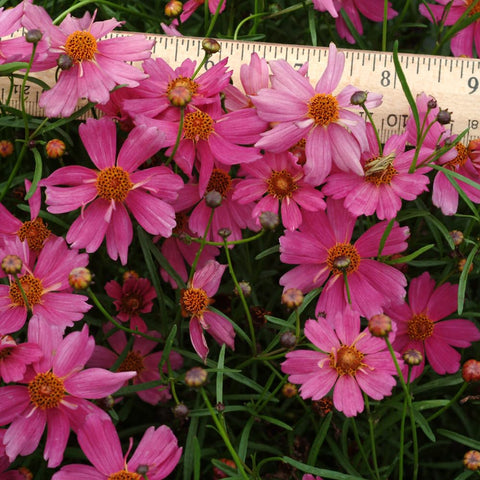 Mixrug 2000+ Dwarf Coreopsis with bright daisy-like blooms in a garden bed.