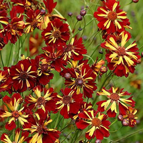 Mixrug 2000+ Dwarf Coreopsis thriving in a full-sun garden bed for color.