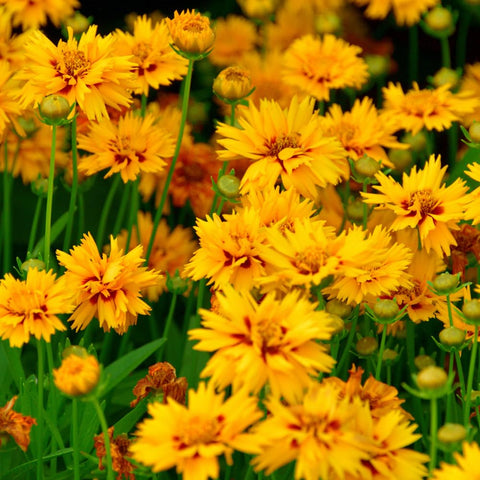 Bees and butterflies visit Mixrug 2000+ Dwarf Coreopsis blooms.