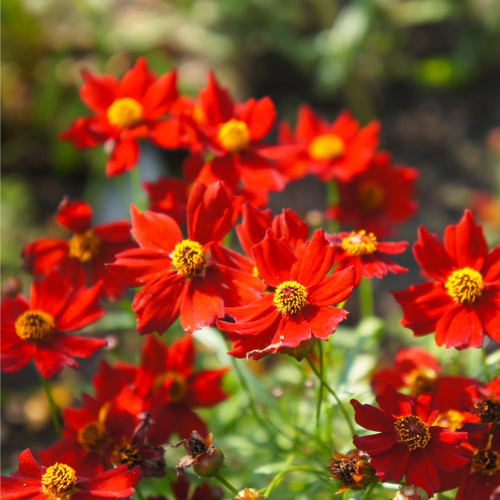 Young Coreopsis seedlings emerging after sowing Mixrug seeds in well-drained soil.