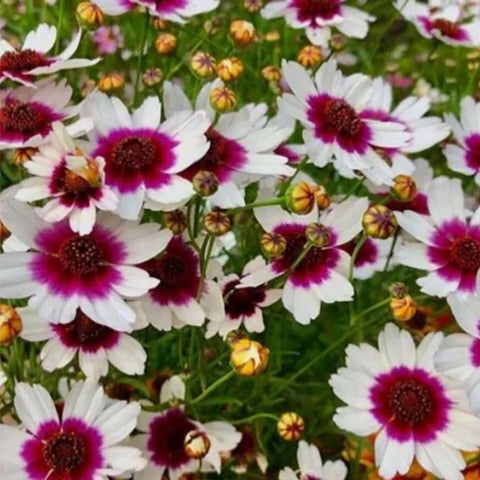 Mixrug 2000+ Dwarf Coreopsis seeds packet for sunny garden planting.