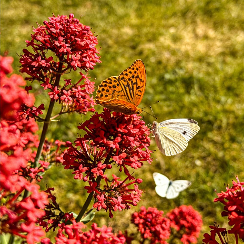 Mixrug 20035 drought-tolerant landscape thriving in dry, rocky soil conditions.