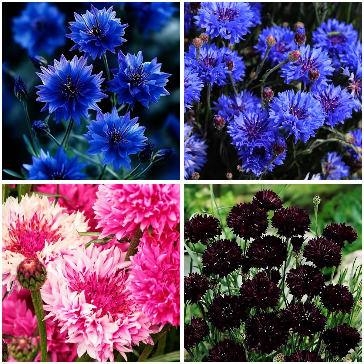 Mixrug 2027+ mixed cornflower seeds pack for sun borders and color versatility.