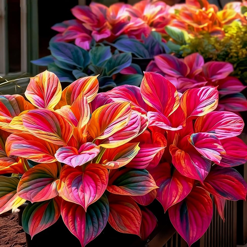 Mixrug 207+ hosta seeds packet showing variegated foliage for dramatic shade borders.