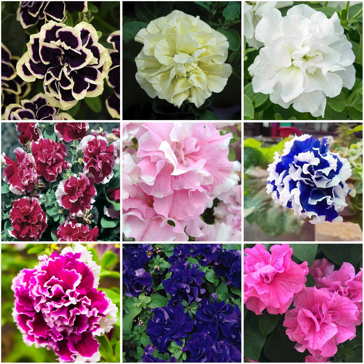 Mixrug 300+ double petunia seeds pack ready for home garden planting.