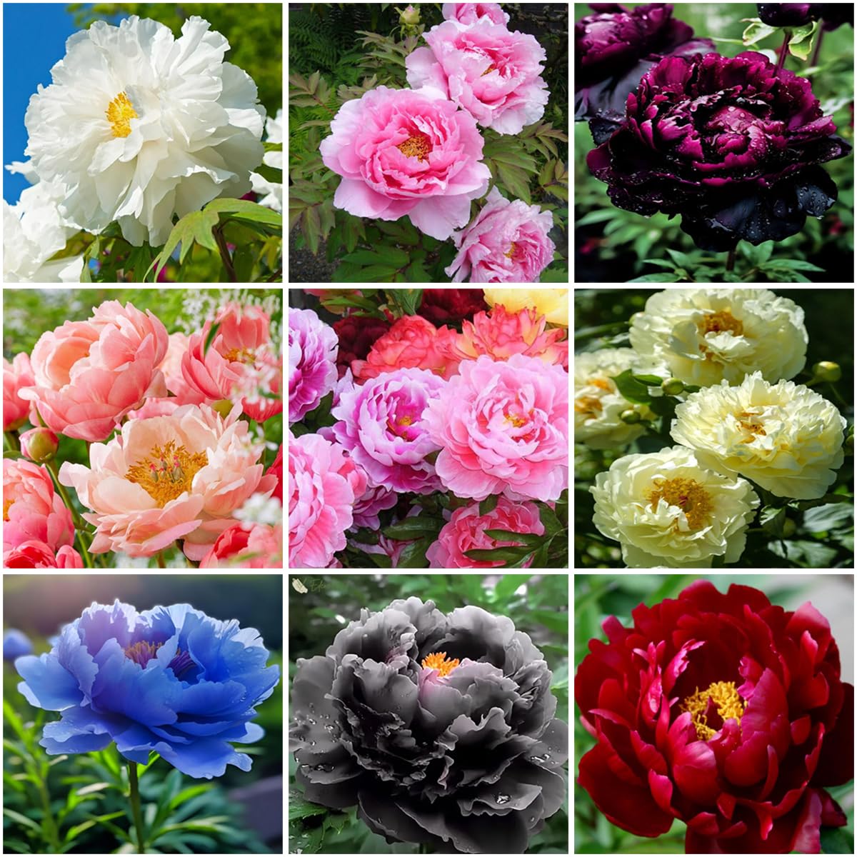 Mixrug 300+ peony seeds ready for outdoor planting with vibrant color variety.