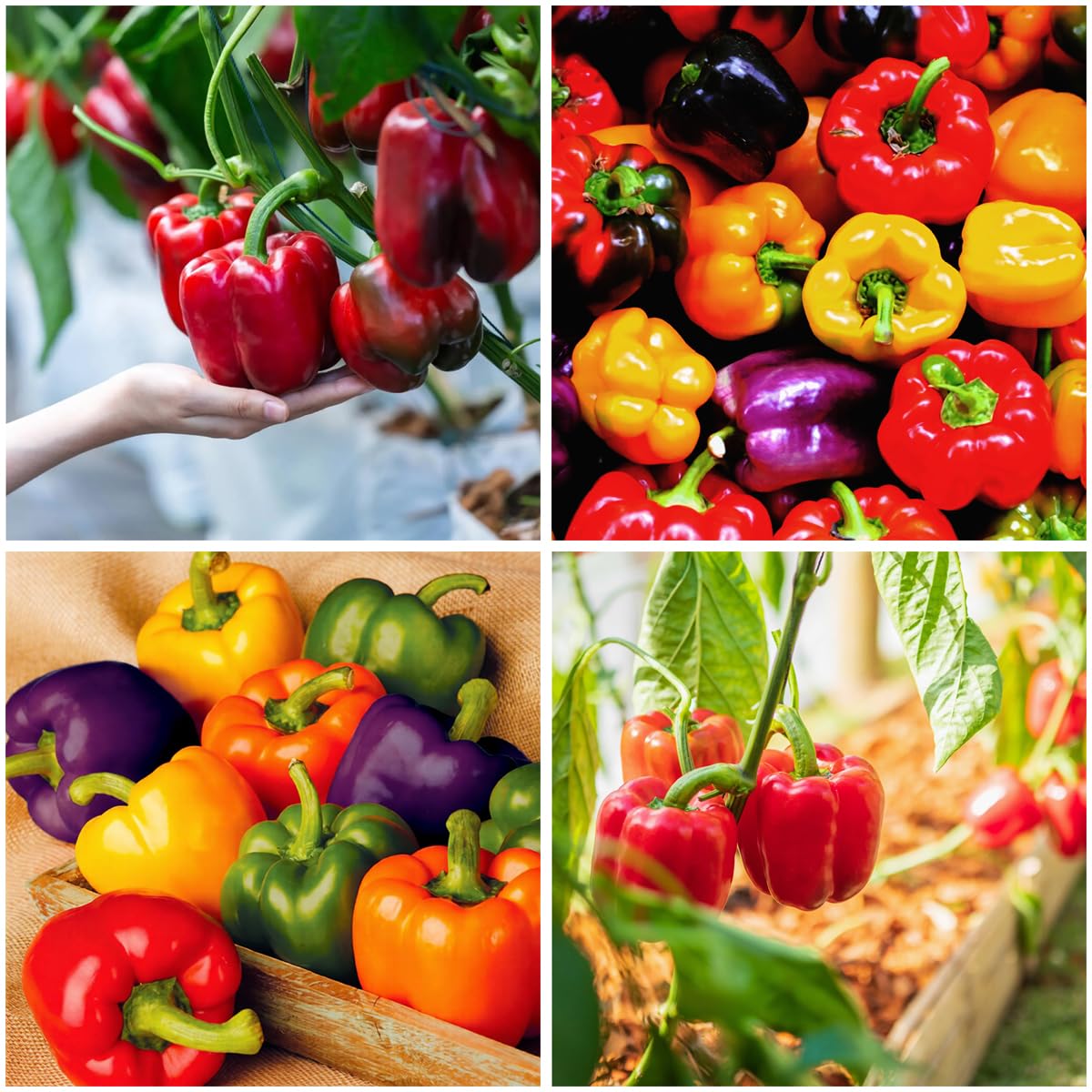 Mixrug 300+ sweet bell pepper seeds for home planting and fresh harvest.