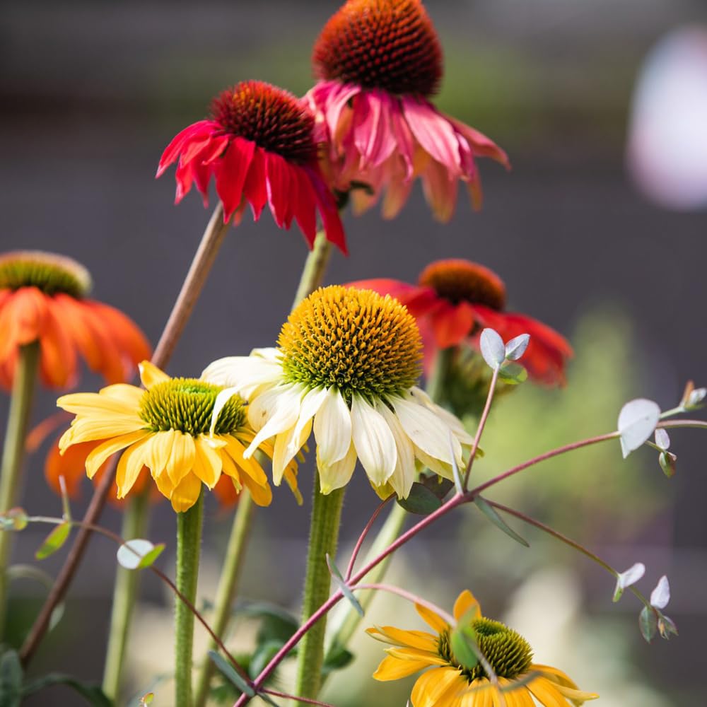 Mixrug coneflowers prepared for fresh cut flower arrangements