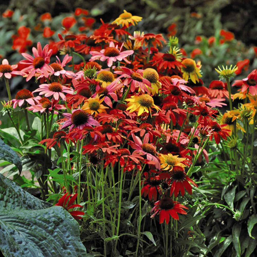 Mixrug 300+ echinacea seeds germination setup showing moist soil and warmth