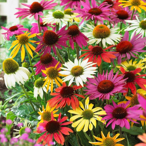 Mixrug 300+ mixed color echinacea seeds packet ready for sowing in a pollinator-friendly garden