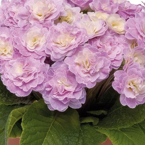 Mixrug 302 compact perennials suitable for borders and containers
